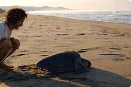 Man watching leatherback turtle at Playa Viva